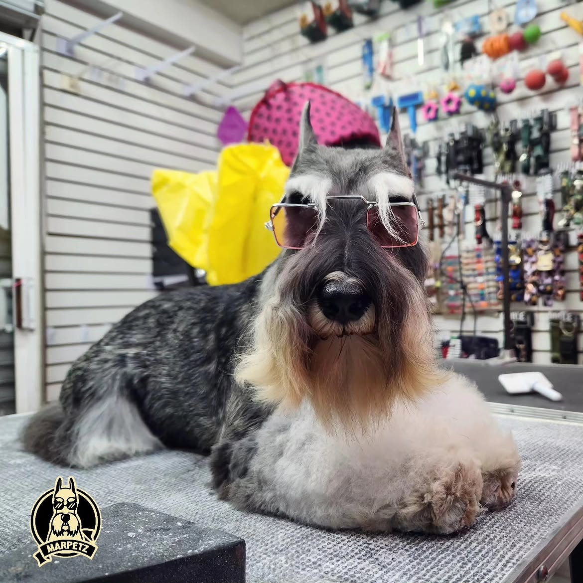 Estética canina profesional Marpetz en Ciudad de México