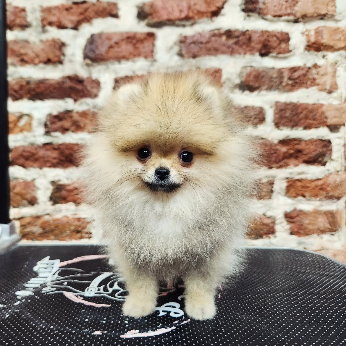 Spa relajante y baño hidratante para Pomeranian en Marpetz