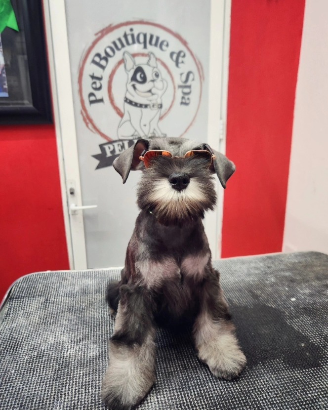 Stripping manual para Schnauzer miniatura en Marpetz